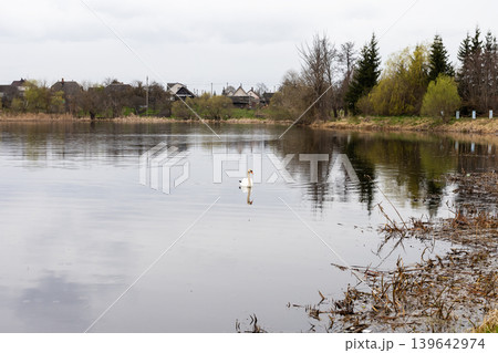 Serene early morning landscape of lake with solitary swan and gentle ripples reflecting cloudy sky 139642974