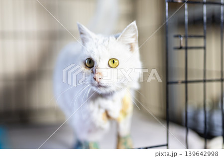 Calm old feline. Tranquil mature feline displaying different colored eyes on blanket 139642998