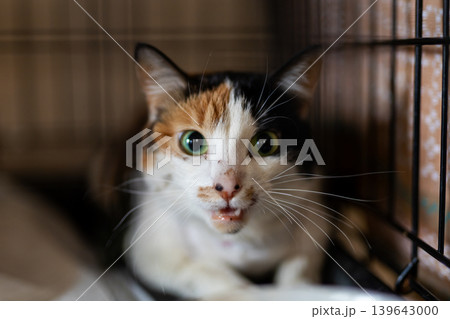 Anxious multihued cat confined. Vivid tricolored cat displaying fear in tight enclosure 139643000