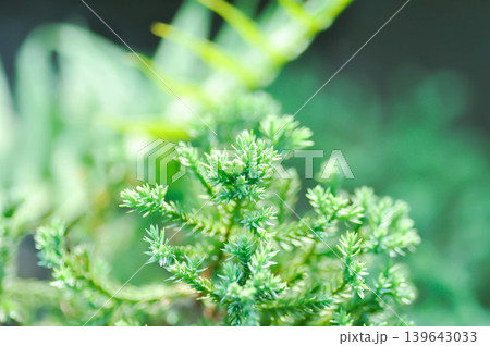 Creeping Juniper, CUPRESSACEAE or Juniperus procumbens Siebold ex Endl Mig or pine tree 139643033