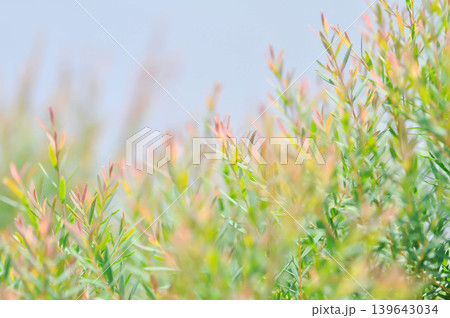 Juniperus sp, CUPRESSACEAE or pink plant 139643034