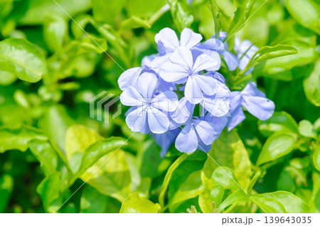 Cape leadwort, PLUMBAGINACEAE or Plumbago auriculata Lam or Sky flower or purple flower Cape leadwort, PLUMBAGINACEAE or Plumbago auriculata Lam or Sky flower or purple flower 139643035