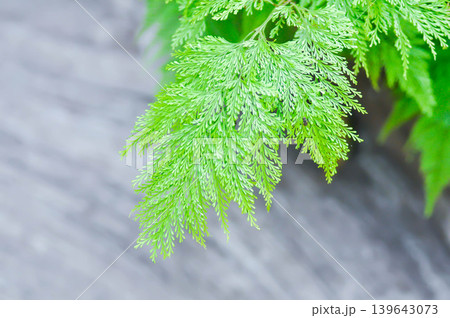Rabbits Foot Fern,Davillia fejeensis Hook or Davilliaceae or Wibelia denticulata or DAVALLIACEAE or fern plant Rabbits Foot Fern,Davillia fejeensis Hook or Davilliaceae or Wibelia denticulata or DAVALLIACEAE or fern plant 139643073