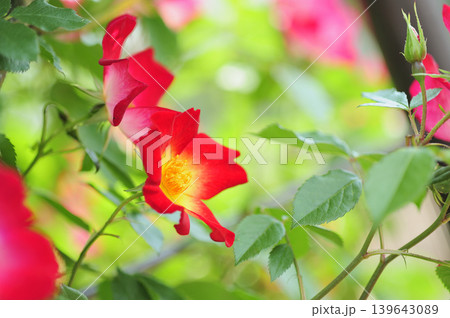 薔薇園で見た赤い薔薇 薔薇園で見た赤い薔薇 139643089