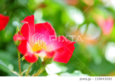 薔薇園で見た赤い薔薇 薔薇園で見た赤い薔薇 139643092
