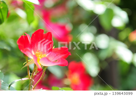 薔薇園で見た赤い薔薇 薔薇園で見た赤い薔薇 139643099