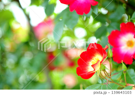 薔薇園で見た赤い薔薇 139643103