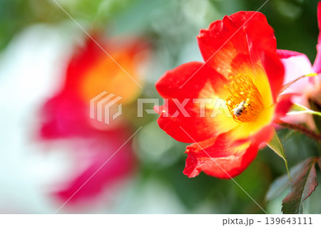 薔薇園で見た赤い薔薇 薔薇園で見た赤い薔薇 139643111