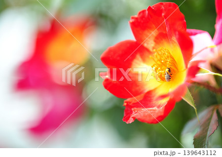 薔薇園で見た赤い薔薇 薔薇園で見た赤い薔薇 139643112