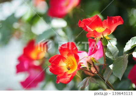 薔薇園で見た赤い薔薇 139643113