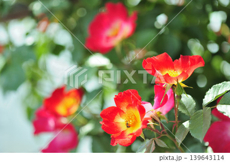 薔薇園で見た赤い薔薇 薔薇園で見た赤い薔薇 139643114