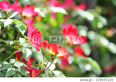 薔薇園で見た赤い薔薇 薔薇園で見た赤い薔薇 139643120