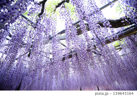 いつか見た藤の花 いつか見た藤の花 139643164