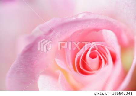 薔薇のクローズアップ 139643341