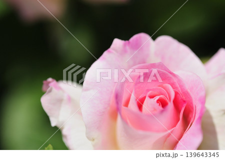 薔薇のクローズアップ 139643345