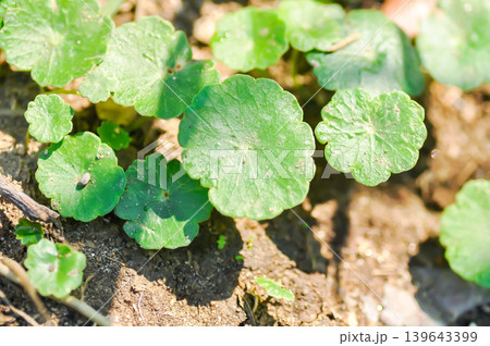 Water Pennywort or Kaempferia rotunda L or ARALIACEAE, Hydrocotyle umbellata or Kaempferia rotunda 139643399