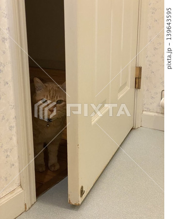 ドアの隙間からのぞく茶トラ猫 ドアの隙間からのぞく茶トラ猫 139643595