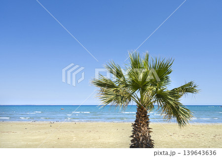 The palms on the beach in Larnaka, Cyprus The palms on the beach in Larnaka, Cyprus 139643636