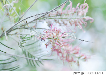 Grevillea Cupids dream, Grevillea Muffin, grevillea Pink Surprise, Grevillea whiteana x banksii Pink Surprise or pink flower 139643711