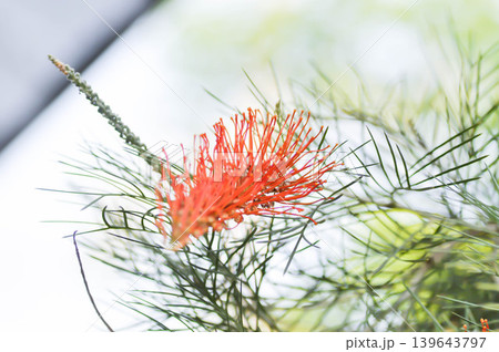 grevillea , Banksia occidentalis or Grevillea Scarlet Moon or Grevillea Superb or Grevillea Sylvia or orange flower grevillea , Banksia occidentalis or Grevillea Scarlet Moon or Grevillea Superb or Grevillea Sylvia or orange flower 139643797