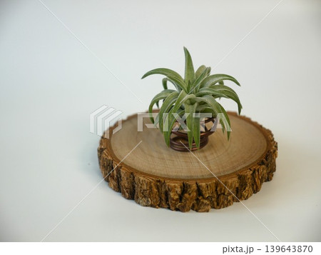 チランジア 植物 工場 139643870