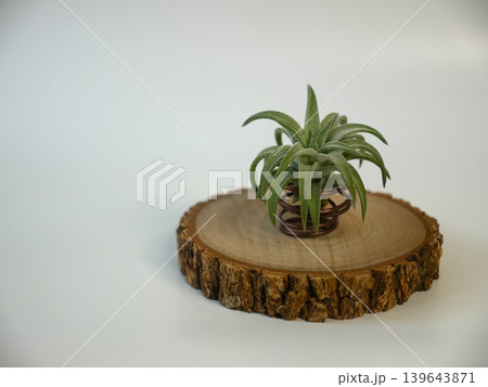 チランジア 植物 工場 139643871