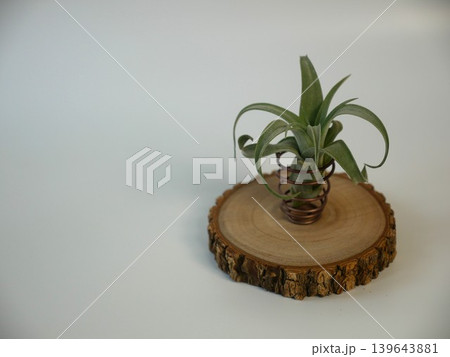 チランジア 植物 工場 139643881