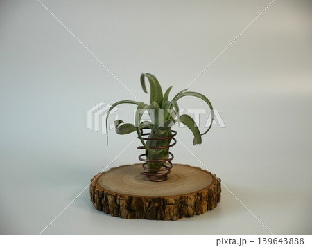チランジア 植物 工場 139643888