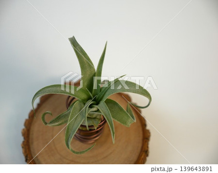 チランジア 植物 工場 139643891