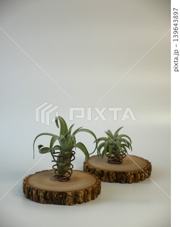 チランジア 植物 工場 139643897