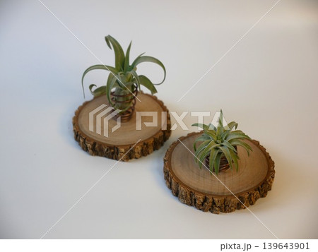 チランジア 植物 工場 139643901