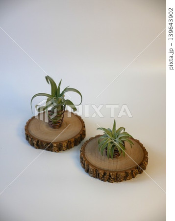 チランジア 植物 工場 139643902