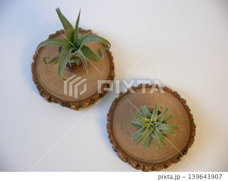 チランジア 植物 工場 139643907