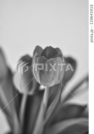 Close-up of red tulip flowers in full bloom in a bouquet on a white background 139643918