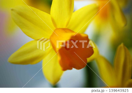 yellow daffodil flower narcissus flower head bouquet 139643925