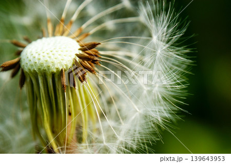 Dandelion at the meadow spring pollination seeds in green color Dandelion at the meadow spring pollination seeds in green color 139643953