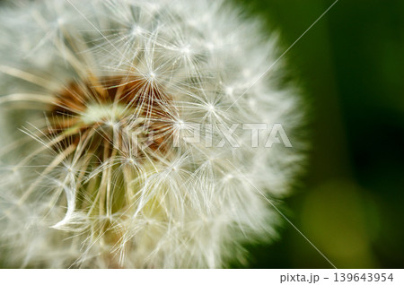 Dandelion at the meadow spring pollination seeds in green color Dandelion at the meadow spring pollination seeds in green color 139643954