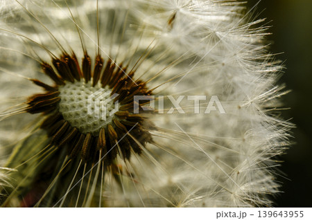 Dandelion at the meadow spring pollination seeds in green color Dandelion at the meadow spring pollination seeds in green color 139643955