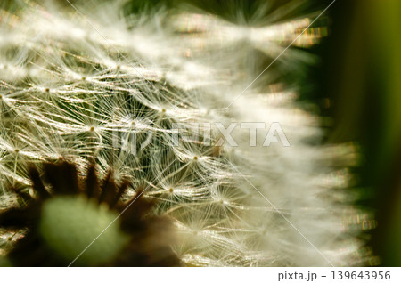 Dandelion at the meadow spring pollination seeds in green color Dandelion at the meadow spring pollination seeds in green color 139643956