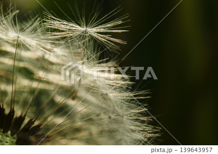 Dandelion at the meadow spring pollination seeds in green color Dandelion at the meadow spring pollination seeds in green color 139643957