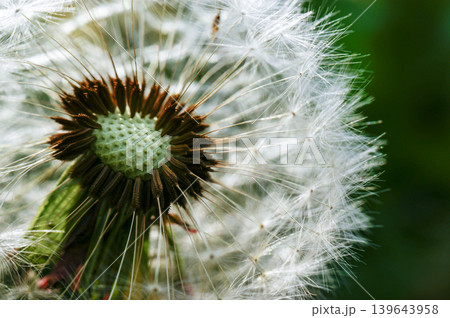 Dandelion at the meadow spring pollination seeds in green color Dandelion at the meadow spring pollination seeds in green color 139643958