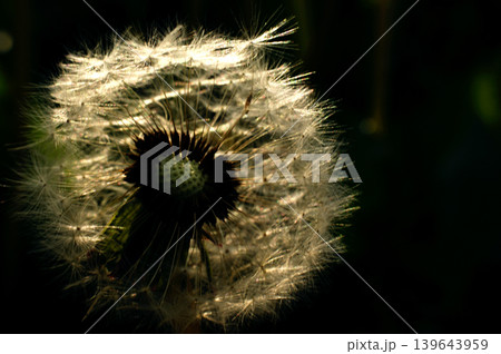 Dandelion at the meadow spring pollination seeds in green color sun light Dandelion at the meadow spring pollination seeds in green color sun light 139643959