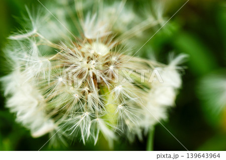 Dandelion at the meadow spring pollination seeds in green color Dandelion at the meadow spring pollination seeds in green color 139643964