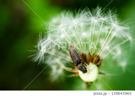 Dandelion at the meadow spring pollination seeds in green color Dandelion at the meadow spring pollination seeds in green color 139643965