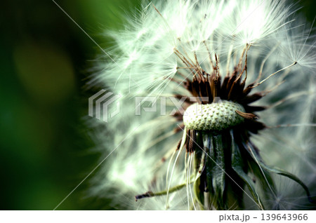 Dandelion at the meadow spring pollination seeds in green color Dandelion at the meadow spring pollination seeds in green color 139643966