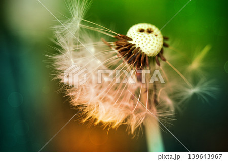 Dandelion at the meadow spring pollination seeds in green color Dandelion at the meadow spring pollination seeds in green color 139643967