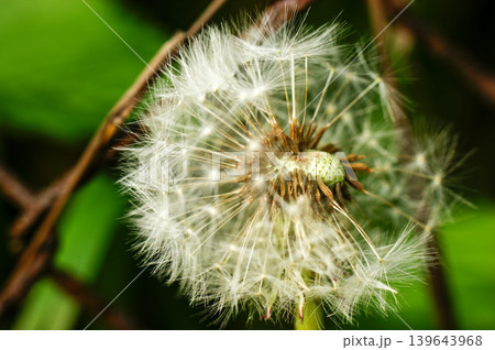 Dandelion at the meadow spring pollination seeds in green color Dandelion at the meadow spring pollination seeds in green color 139643968