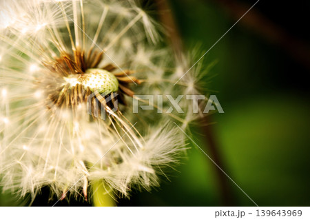 Dandelion at the meadow spring pollination seeds in green color Dandelion at the meadow spring pollination seeds in green color 139643969