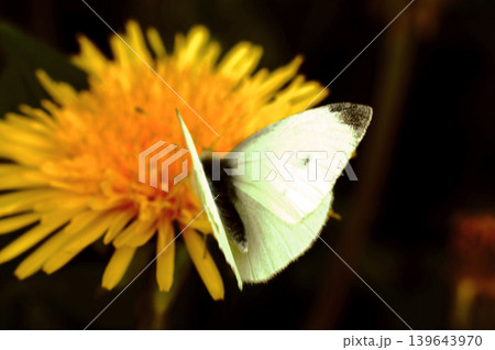 pieris brassicae butterfly insect colorful wings on yellow sow-thistle flower 139643970