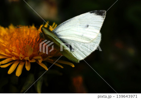 pieris brassicae butterfly insect colorful wings on yellow sow-thistle flower pieris brassicae butterfly insect colorful wings on yellow sow-thistle flower 139643971